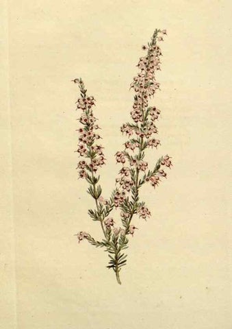 Reproducción/Reproduction 48782839993: The botanical cabinet. London :John & Arthur Arch ...,1817-1833.. 
