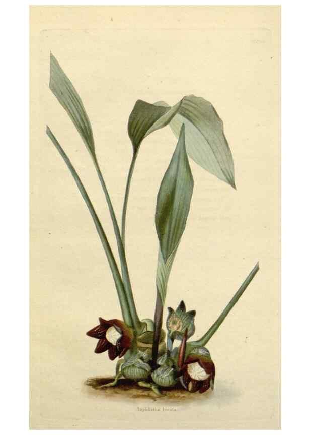 Reproducción/Reproduction 48783205811: The botanical cabinet. London :John & Arthur Arch ...,1817-1833.. 