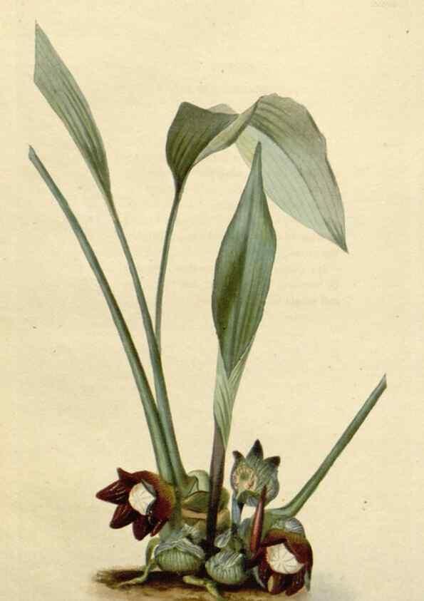 Reproducción/Reproduction 48783205811: The botanical cabinet. London :John & Arthur Arch ...,1817-1833.. 
