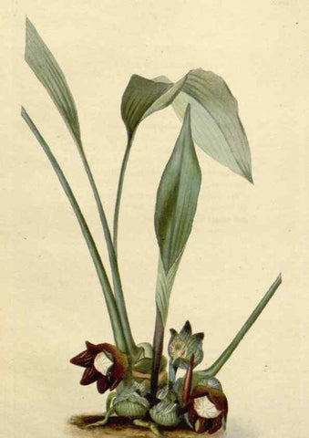 Reproducción/Reproduction 48783205811: The botanical cabinet. London :John & Arthur Arch ...,1817-1833.. 
