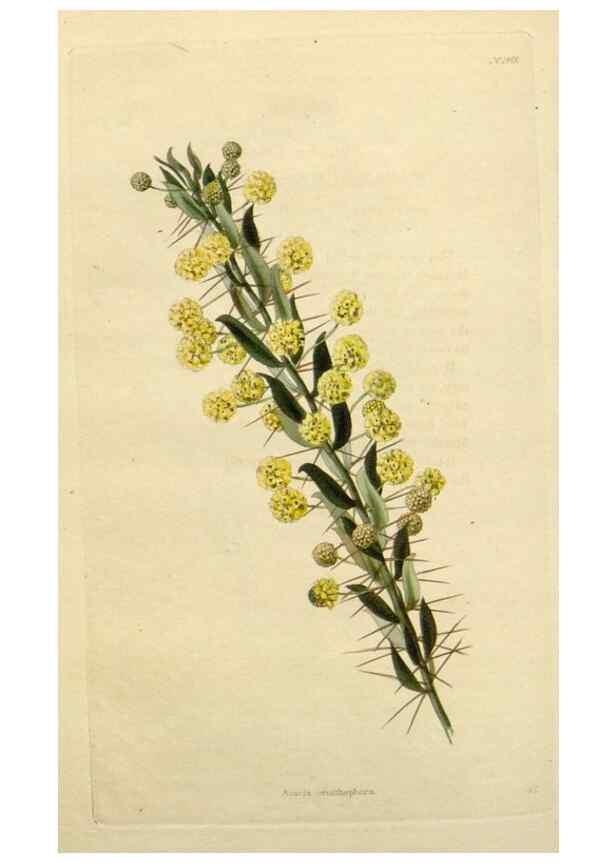 Reproducción/Reproduction 48782840683: The botanical cabinet. London :John & Arthur Arch ...,1817-1833.. 