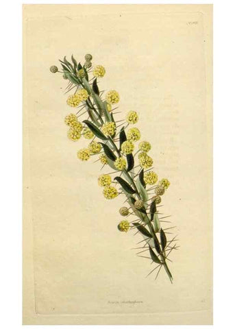 Reproducción/Reproduction 48782840683: The botanical cabinet. London :John & Arthur Arch ...,1817-1833.. 
