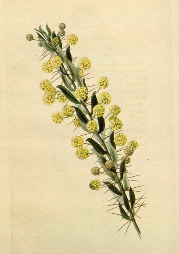 Reproducción/Reproduction 48782840683: The botanical cabinet. London :John & Arthur Arch ...,1817-1833.. 