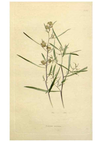 Reproducción/Reproduction 48783206876: The botanical cabinet. London :John & Arthur Arch ...,1817-1833.. 