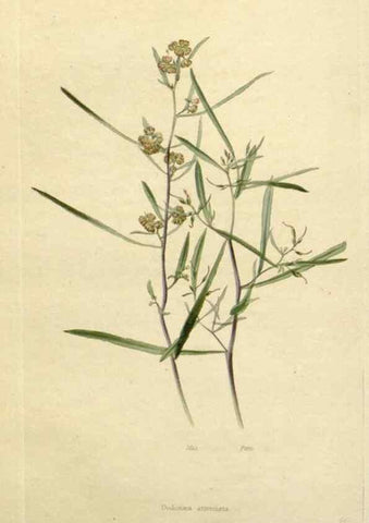 Reproducción/Reproduction 48783206876: The botanical cabinet. London :John & Arthur Arch ...,1817-1833.. 
