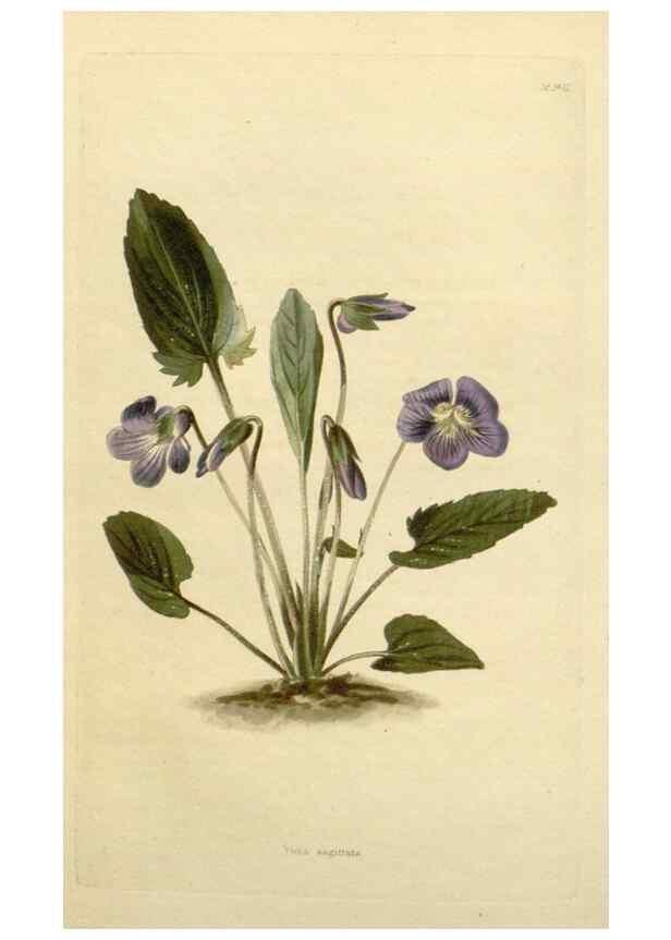 Reproducción/Reproduction 48782841603: The botanical cabinet. London :John & Arthur Arch ...,1817-1833.. 