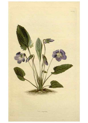 Reproducción/Reproduction 48782841603: The botanical cabinet. London :John & Arthur Arch ...,1817-1833.. 