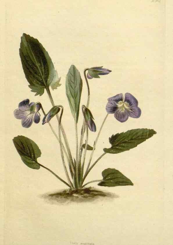 Reproducción/Reproduction 48782841603: The botanical cabinet. London :John & Arthur Arch ...,1817-1833.. 