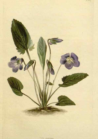 Reproducción/Reproduction 48782841603: The botanical cabinet. London :John & Arthur Arch ...,1817-1833.. 