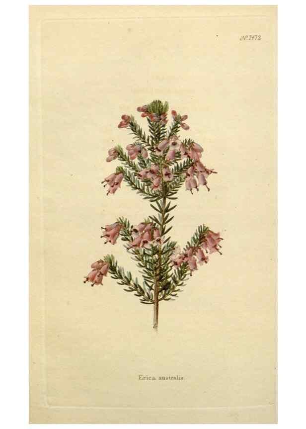 Reproducción/Reproduction 48782841988: The botanical cabinet. London :John & Arthur Arch ...,1817-1833.. 