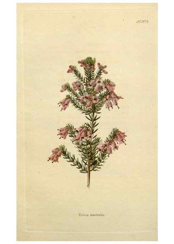 Reproducción/Reproduction 48782841988: The botanical cabinet. London :John & Arthur Arch ...,1817-1833.. 