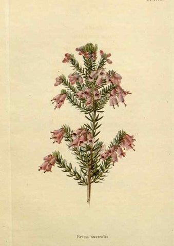 Reproducción/Reproduction 48782841988: The botanical cabinet. London :John & Arthur Arch ...,1817-1833.. 