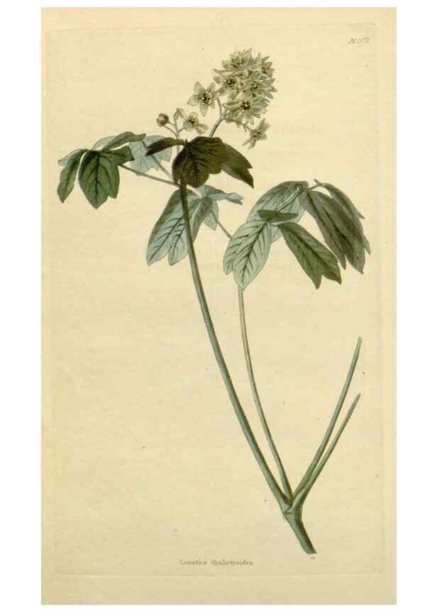 Reproducción/Reproduction 48782842453: The botanical cabinet. London :John & Arthur Arch ...,1817-1833.. 