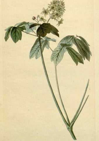 Reproducción/Reproduction 48782842453: The botanical cabinet. London :John & Arthur Arch ...,1817-1833.. 