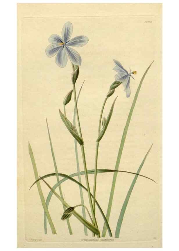 Reproducción/Reproduction 48783208721: The botanical cabinet. London :John & Arthur Arch ...,1817-1833.. 