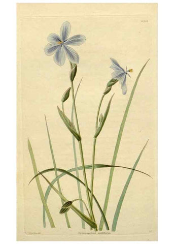 Reproducción/Reproduction 48783208721: The botanical cabinet. London :John & Arthur Arch ...,1817-1833.. 