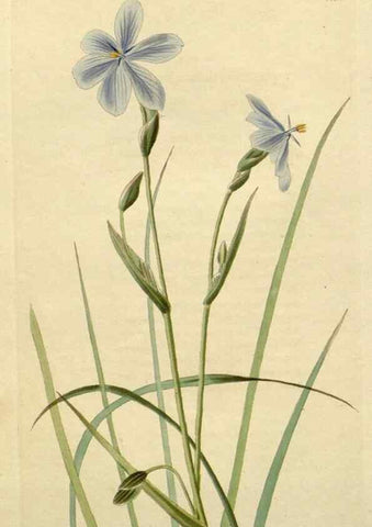 Reproducción/Reproduction 48783208721: The botanical cabinet. London :John & Arthur Arch ...,1817-1833.. 