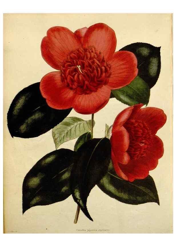 Reproducción/Reproduction 48783376137: The botanical cabinet. London :John & Arthur Arch ...,1817-1833.. 