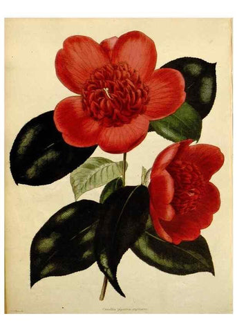 Reproducción/Reproduction 48783376137: The botanical cabinet. London :John & Arthur Arch ...,1817-1833.. 