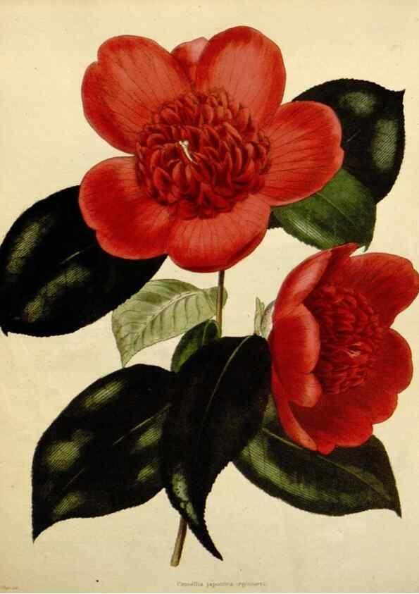 Reproducción/Reproduction 48783376137: The botanical cabinet. London :John & Arthur Arch ...,1817-1833.. 
