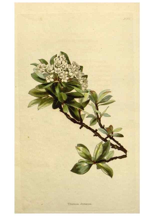 Reproducción/Reproduction 48783209616: The botanical cabinet. London :John & Arthur Arch ...,1817-1833.. 