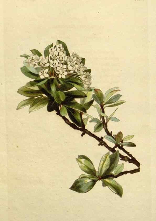 Reproducción/Reproduction 48783209616: The botanical cabinet. London :John & Arthur Arch ...,1817-1833.. 