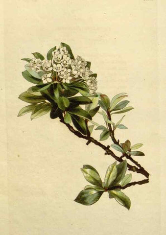 Reproducción/Reproduction 48783209616: The botanical cabinet. London :John & Arthur Arch ...,1817-1833.. 