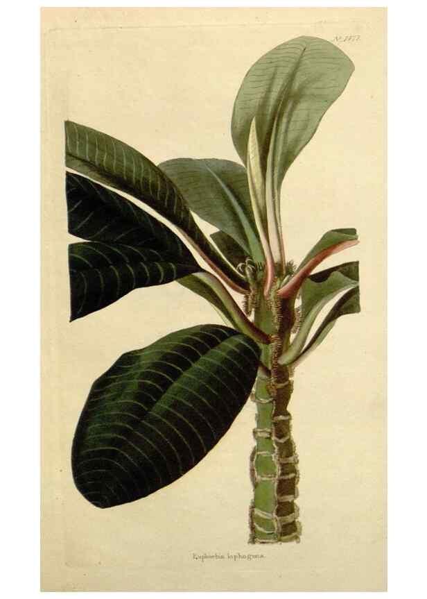 Reproducción/Reproduction 48783209996: The botanical cabinet. London :John & Arthur Arch ...,1817-1833.. 