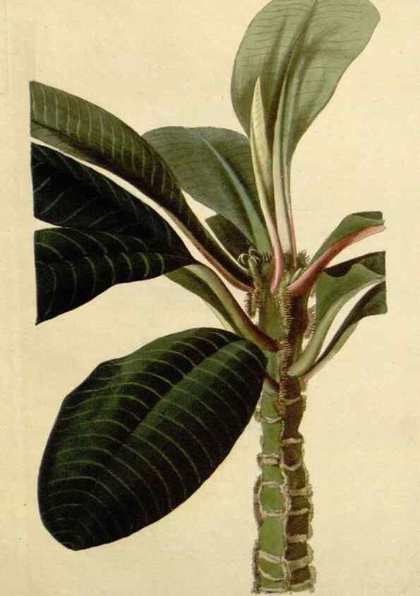 Reproducción/Reproduction 48783209996: The botanical cabinet. London :John & Arthur Arch ...,1817-1833.. 