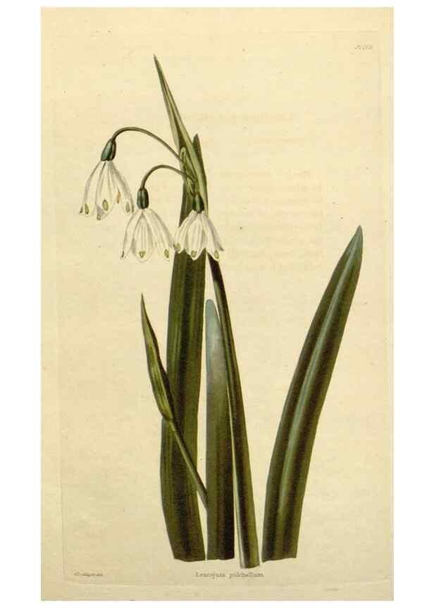 Reproducción/Reproduction 48783210681: The botanical cabinet. London :John & Arthur Arch ...,1817-1833.. 