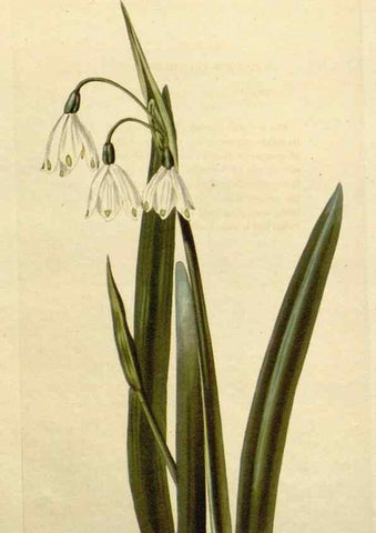 Reproducción/Reproduction 48783210681: The botanical cabinet. London :John & Arthur Arch ...,1817-1833.. 