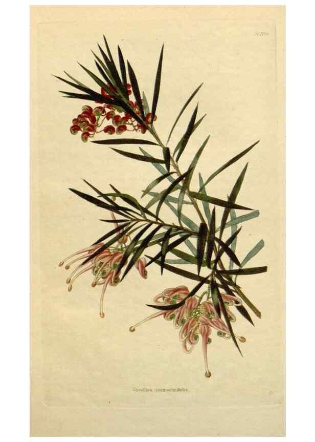 Reproducción/Reproduction 48783211001: The botanical cabinet. London :John & Arthur Arch ...,1817-1833.. 