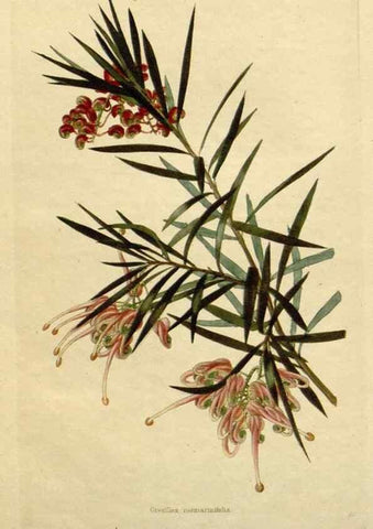 Reproducción/Reproduction 48783211001: The botanical cabinet. London :John & Arthur Arch ...,1817-1833.. 