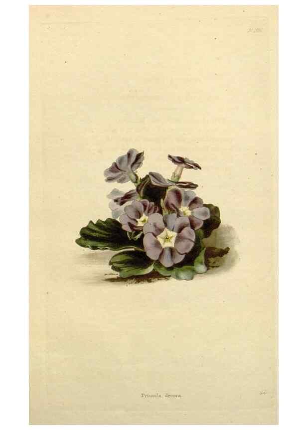 Reproducción/Reproduction 48783211296: The botanical cabinet. London :John & Arthur Arch ...,1817-1833.. 