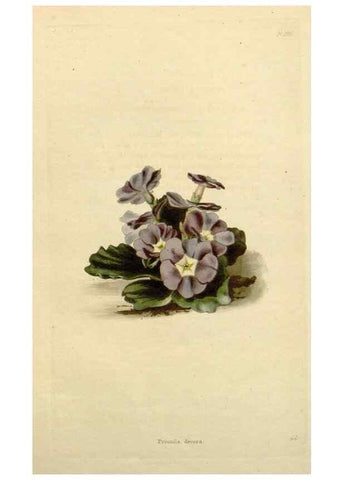 Reproducción/Reproduction 48783211296: The botanical cabinet. London :John & Arthur Arch ...,1817-1833.. 