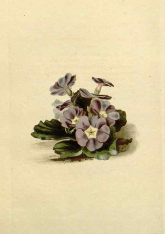 Reproducción/Reproduction 48783211296: The botanical cabinet. London :John & Arthur Arch ...,1817-1833.. 
