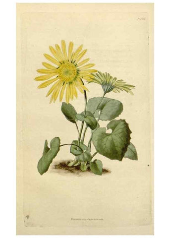 Reproducción/Reproduction 48783204101: The botanical cabinet. London :John & Arthur Arch ...,1817-1833.. 