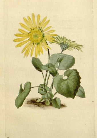 Reproducción/Reproduction 48783204101: The botanical cabinet. London :John & Arthur Arch ...,1817-1833.. 