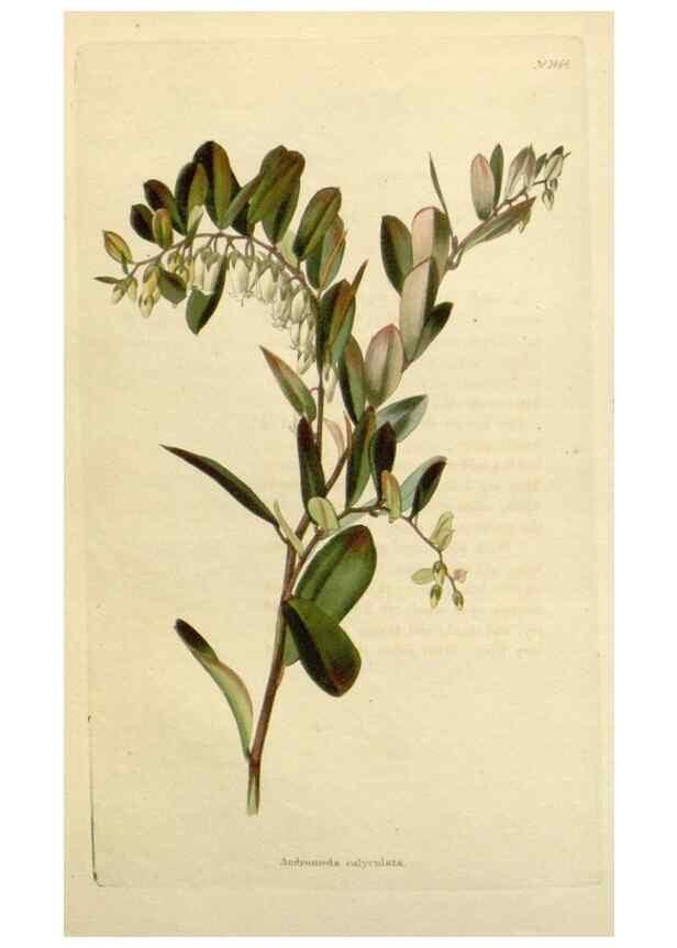 Reproducción/Reproduction 48783203631: The botanical cabinet. London :John & Arthur Arch ...,1817-1833.. 
