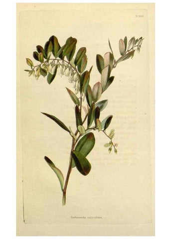Reproducción/Reproduction 48783203631: The botanical cabinet. London :John & Arthur Arch ...,1817-1833.. 