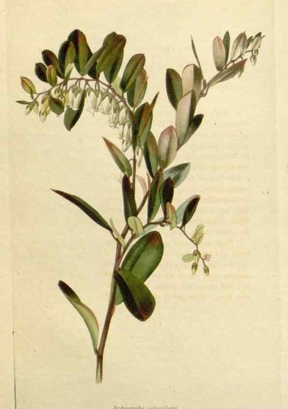 Reproducción/Reproduction 48783203631: The botanical cabinet. London :John & Arthur Arch ...,1817-1833.. 