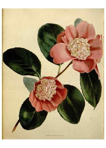 Reproducción/Reproduction 48782838468: The botanical cabinet. London :John & Arthur Arch ...,1817-1833.. 