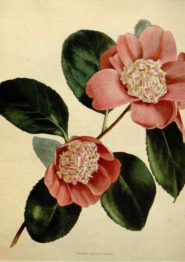 Reproducción/Reproduction 48782838468: The botanical cabinet. London :John & Arthur Arch ...,1817-1833.. 