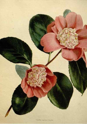 Reproducción/Reproduction 48782838468: The botanical cabinet. London :John & Arthur Arch ...,1817-1833.. 