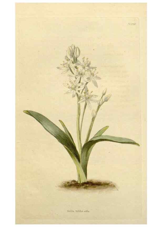 Reproducción/Reproduction 48782838118: The botanical cabinet. London :John & Arthur Arch ...,1817-1833.. 