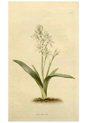 Reproducción/Reproduction 48782838118: The botanical cabinet. London :John & Arthur Arch ...,1817-1833.. 