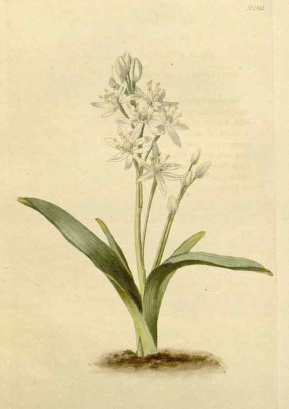 Reproducción/Reproduction 48782838118: The botanical cabinet. London :John & Arthur Arch ...,1817-1833.. 