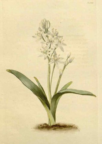Reproducción/Reproduction 48782838118: The botanical cabinet. London :John & Arthur Arch ...,1817-1833.. 