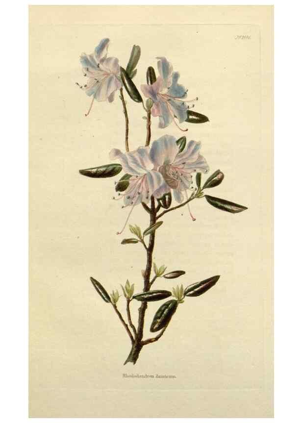 Reproducción/Reproduction 48782830303: The botanical cabinet. London :John & Arthur Arch ...,1817-1833.. 