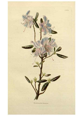 Reproducción/Reproduction 48782830303: The botanical cabinet. London :John & Arthur Arch ...,1817-1833.. 
